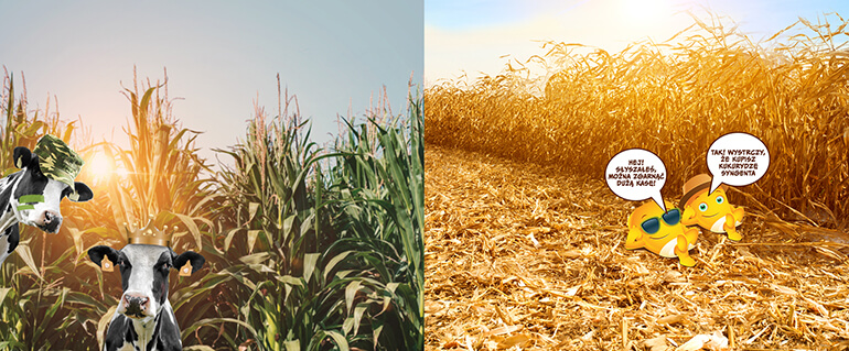 Zyskaj nawet 10% zwrotu gotówki na konto!